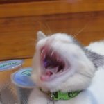 Laughing Cat