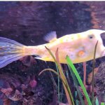 Trump fish