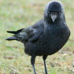Jackdaw Doesnt Belive You