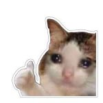 Sad cat