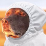 Semicon cook dog
