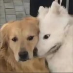 Dog too close staring in the others soul