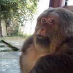Judging primate