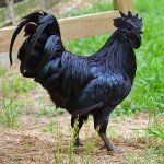 Black Chicken