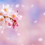 Haiku Cherry Blossom Background