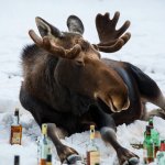 Moose Drunken liquor snow MAGA JPP