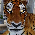 big nose tiger