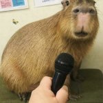 Capybara interview