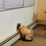 cat staring at wall