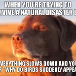meme | when you're trying to survive a natural disaster but; everything slows down and you hear "why do birds suddenly appear..." | image tagged in dog accepting fate | made w/ Imgflip meme maker