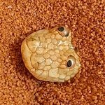 Arabian Sand Boa