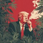 tRump approves weed