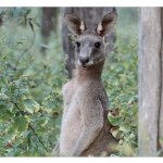 Skippy The Bush Kangaroo