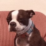 funny hat