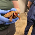 Surprised Turtle