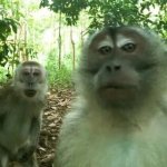 2 monkeys