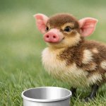 John Pork GIF Template
