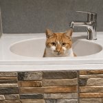 Cat in sink