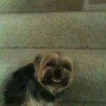 Smile Dog