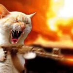 anrgy cat fire machine gun GIF Template