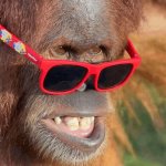 Orangutan Disbelief