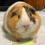 guinea pig