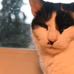 Judging Cat meme