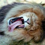 Lion Yawning meme