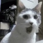 Cat gasping