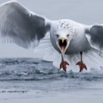 Seagull