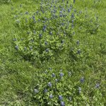 Bluebonnets 2026 flowers gardening