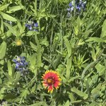 Indian Blanket Bluebonnet 2026 gardening wild flowers
