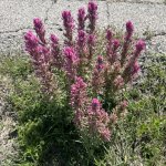 Indian Paintbrush 2026 wildflower gardening