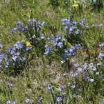 Blue-eyed grass gardening wildflower
