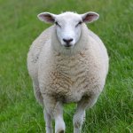 Sheep
