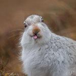 Bunny Stupid