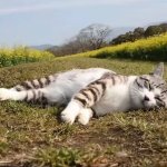 cat sleeping