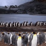 25th April - World Penguin Day On The Falklands | image tagged in gifs,penguins,falklands | made w/ Imgflip video-to-gif maker