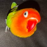 Curious bird template