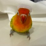 Funny war bird