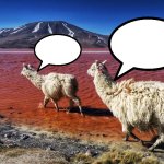 Llamas talking