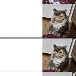 mad angry cat