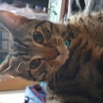 Shocked cat