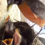 MAGA baby birding baby-birding feeding GIF Template
