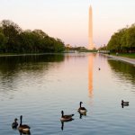 DC reflecting pool ducks