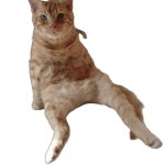 Orange Cool Cat