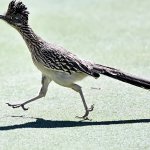 Roadrunner