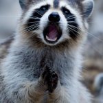 Raccoon pleading