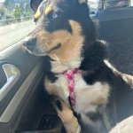 Sassy Dog
