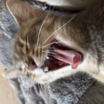 Eeeeeee